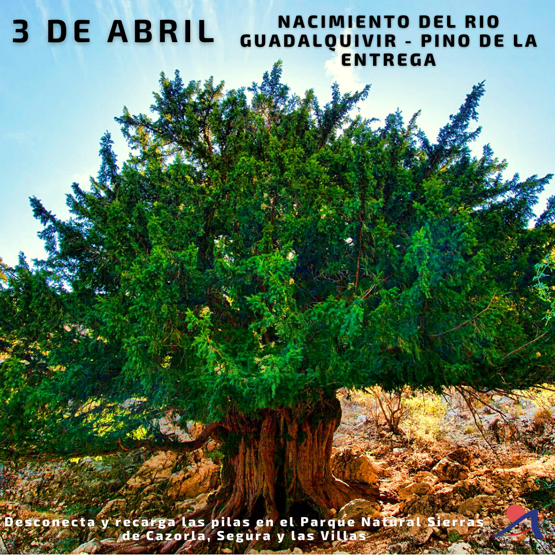 ruta de senderismo nacimiento del rio guadalquivir y pino de la entrega, 3 de abril en sierras de cazorla
